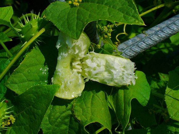 Dưa Chuột Nổ 4