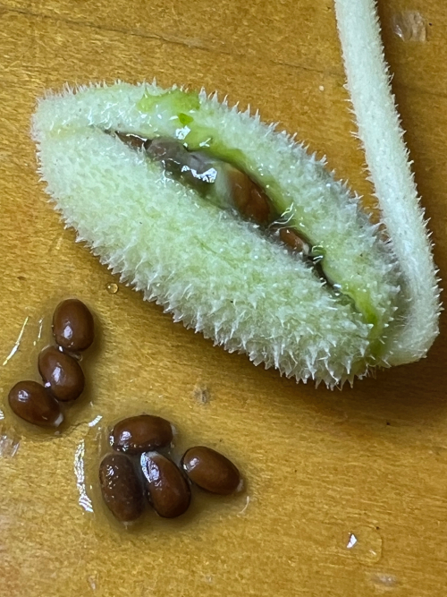 Dưa Chuột ống Phun 1