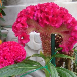 Mào Gà 2