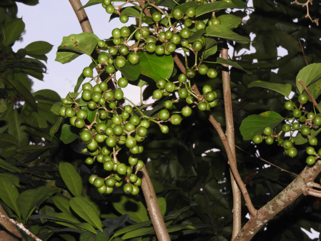 Thiên đầu Thống 4