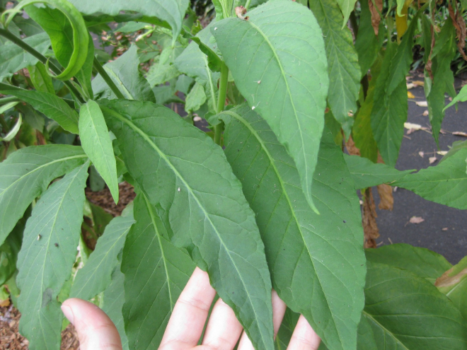 Thuốc Lá 5