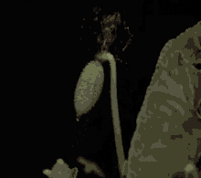 Ecballium Ecballium Elaterium