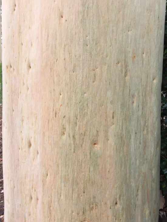 Bạch đàn Chanh 1