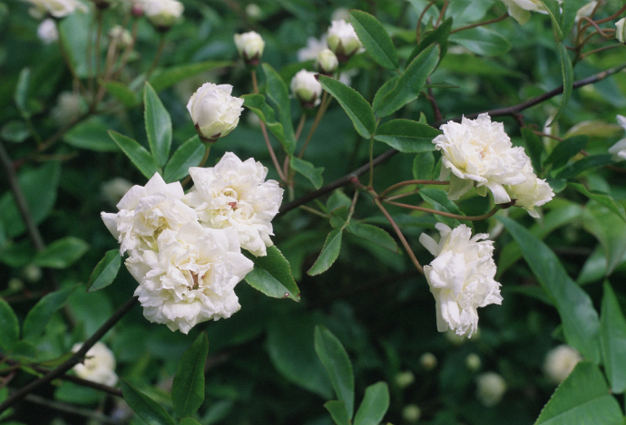 Rosa Banksiae, Sect. Banksianae