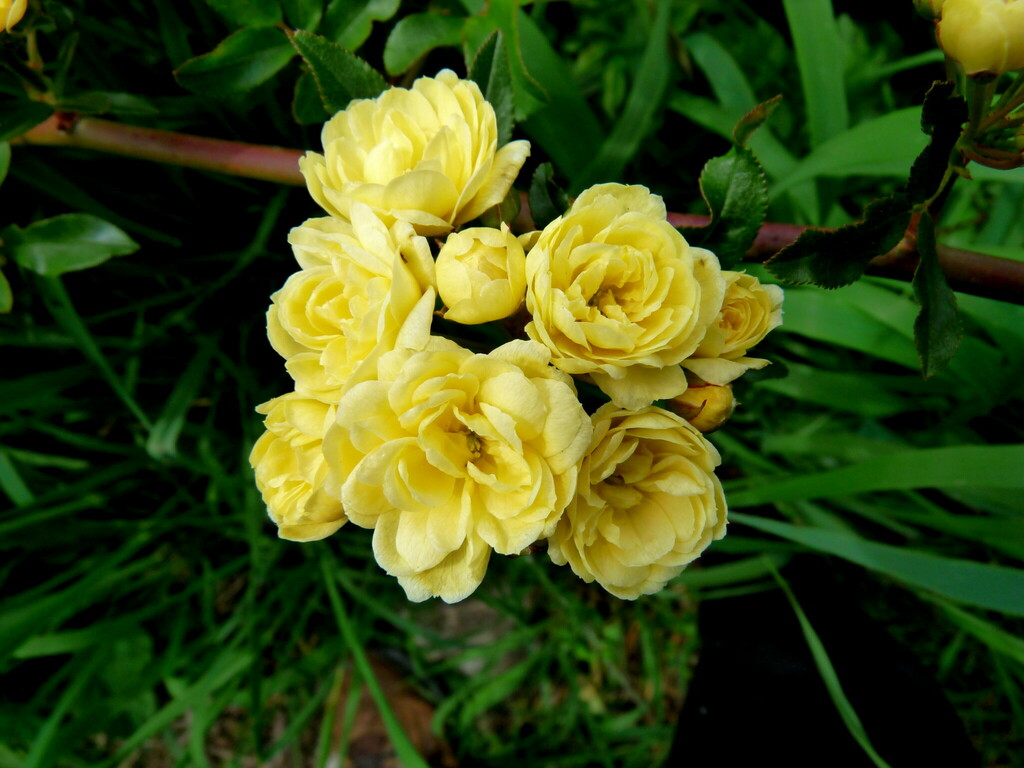 Hồng Mân Côi 6