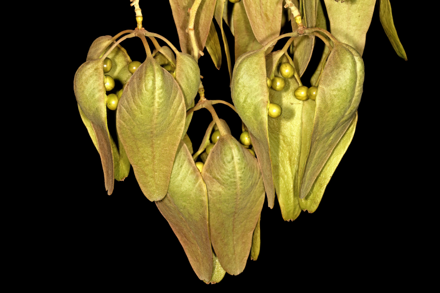 Ngô đồng 3
