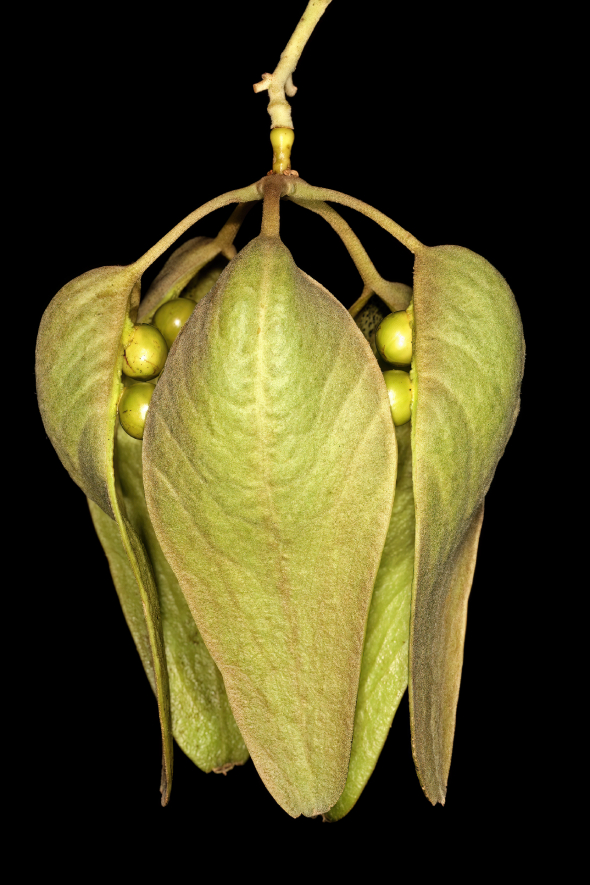 Ngô đồng 4