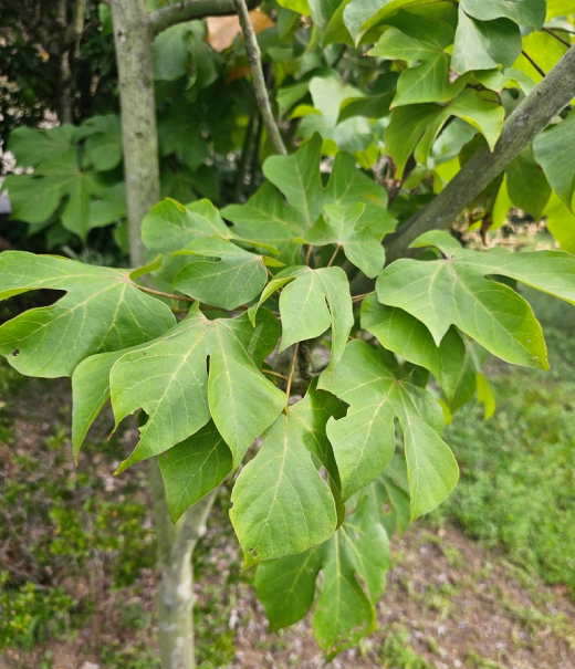Ngô đồng 7
