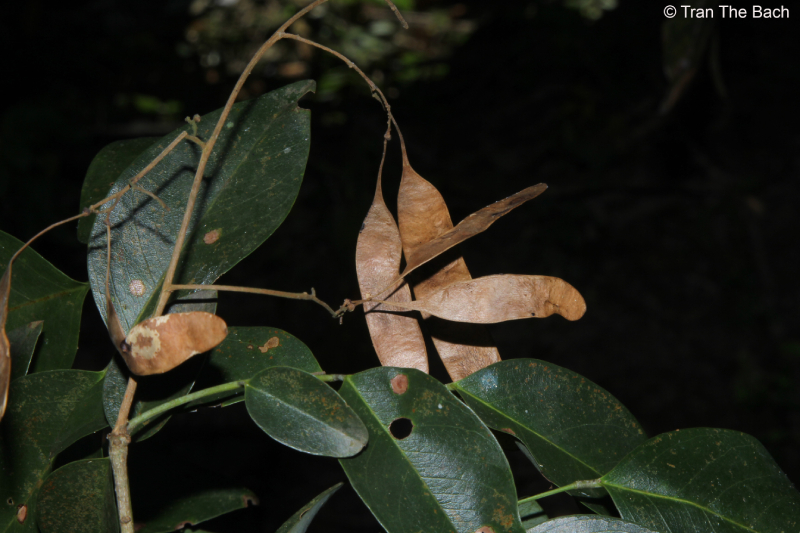 Trắc 2