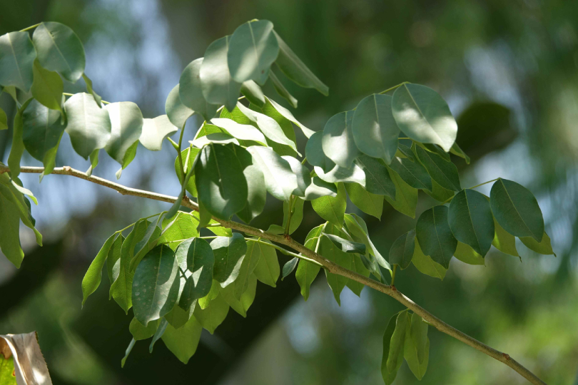 Trắc 4