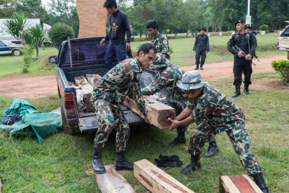 Rcs30 Thap Lan Rangers Unload Siam Rosewood Confiscated From Poachers