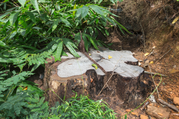 Rcs11 Stump Of Siam Rosewood Tree Felled By Poachers