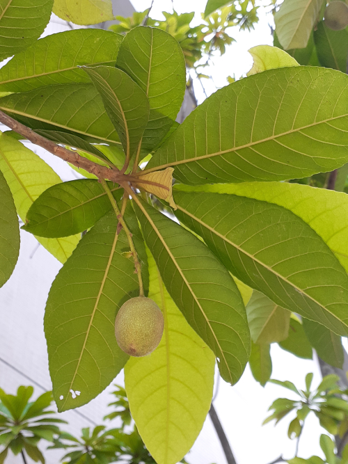 Trám Trắng 1