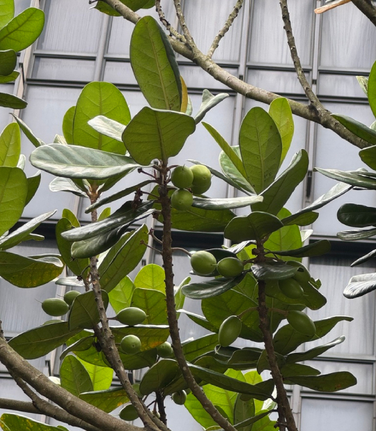 Trám Trắng 2