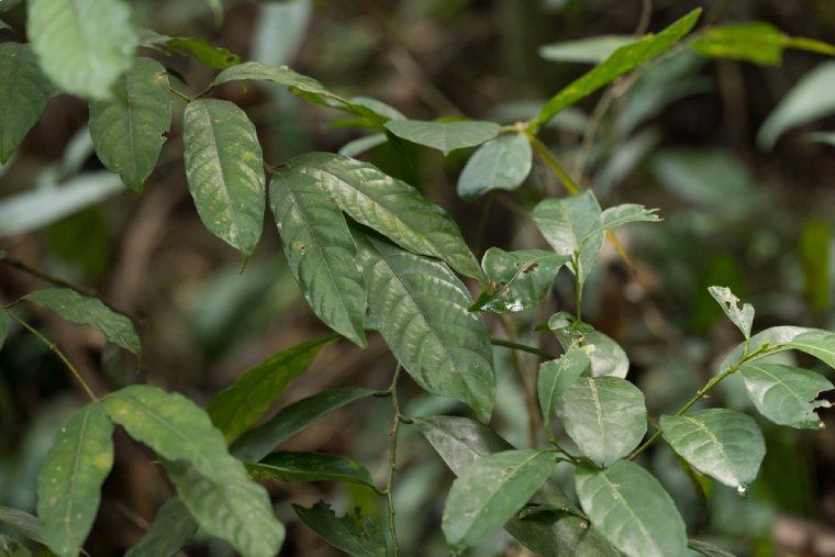 Trám Trắng 3