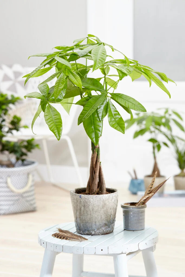 (bài Viết) Cây Kim Ngân Trang Trí