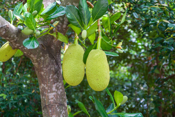 (bài Viết) Mít 2