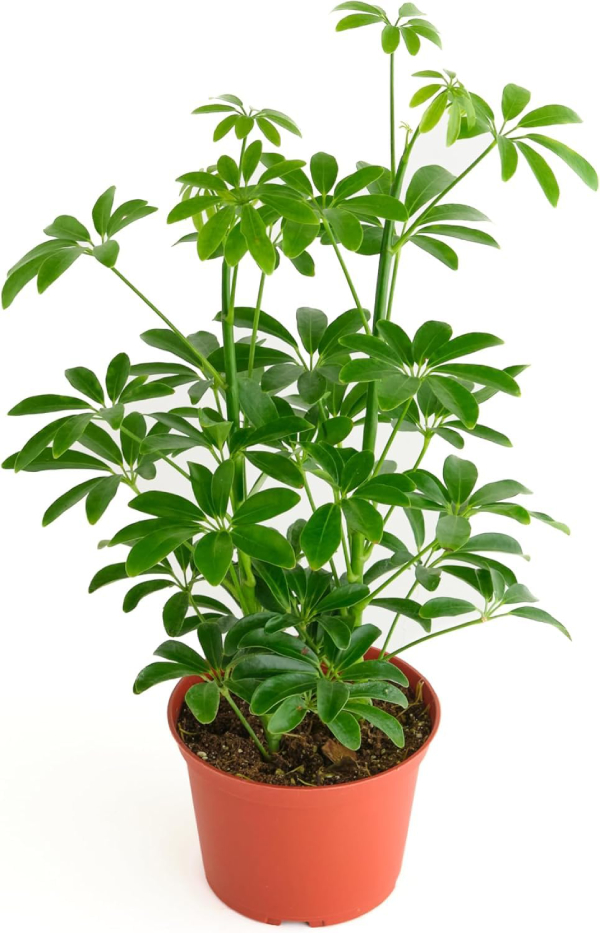(bài Viết) Ngũ Gia Bì 1