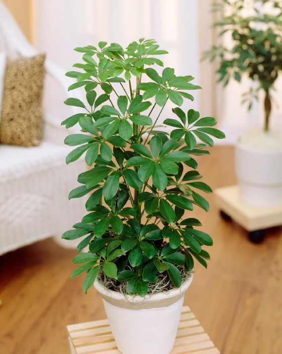 (bài Viết) Ngũ Gia Bì 2
