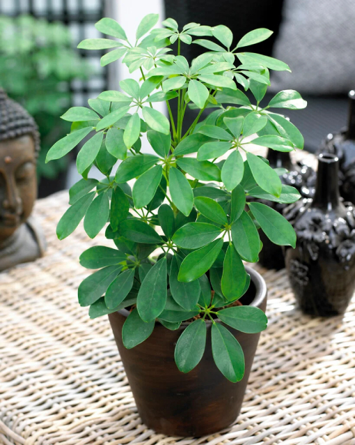 (bài Viết) Ngũ Gia Bì 3