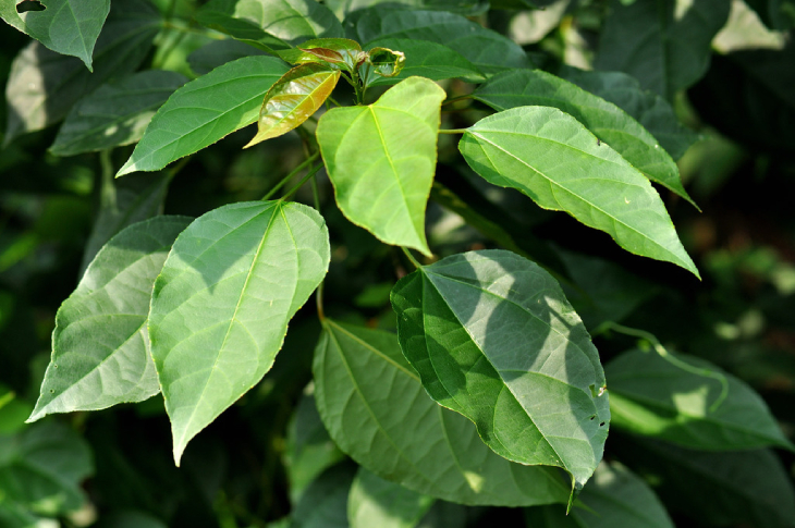 Ba đậu 5