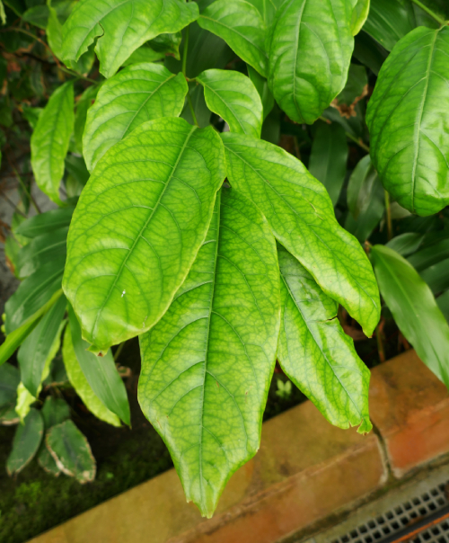 Ba Gạc Phú Thọ 1