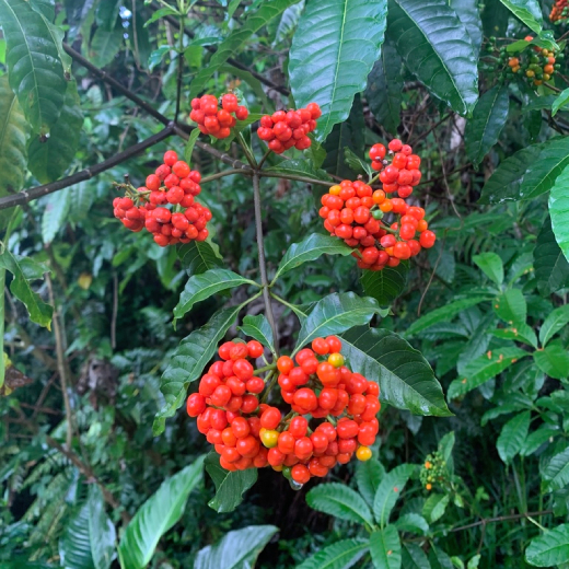 Ba Gạc Phú Thọ 2