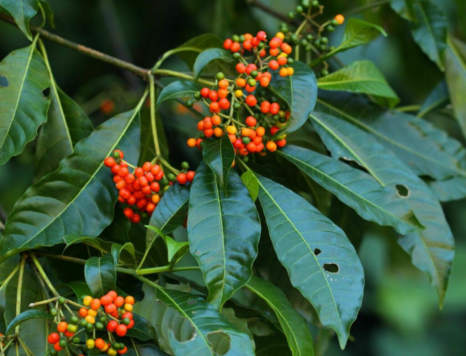 Ba Gạc Phú Thọ 4