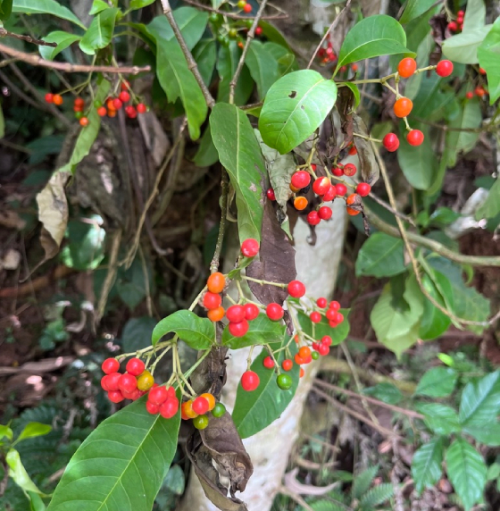 Ba Gạc Phú Thọ 5