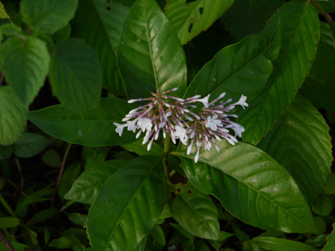 Ba Gạc Hoa đỏ 3