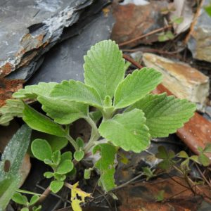 Bạc Hà Núi 3