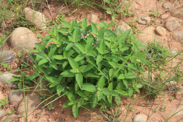 Bạc Hà Núi 7