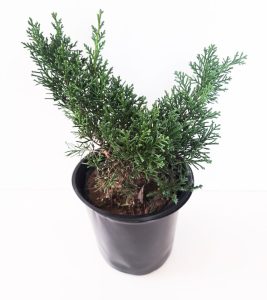 Website Pictures 17