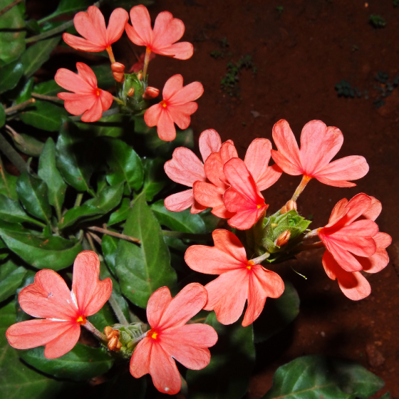 Hỏa Hoàng 1