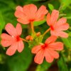 Top View Of Crossandra Infundibuliformis, Kanakambaram In Tamil (©¾®Íª°®Í)