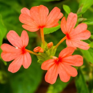 Top View Of Crossandra Infundibuliformis, Kanakambaram In Tamil (©¾®Íª°®Í)
