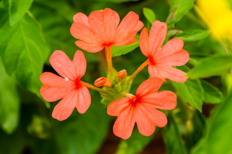 Top View Of Crossandra Infundibuliformis, Kanakambaram In Tamil (©¾®Íª°®Í)