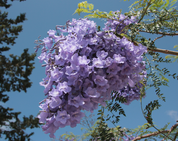 Jacaranda Mimosifolia