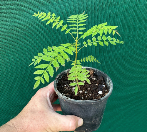 Phượng Tím 9