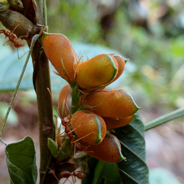 Tóp Mỡ Lá To 2