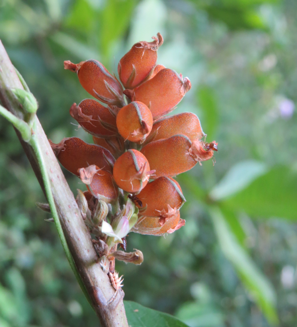 Tóp Mỡ Lá To 3