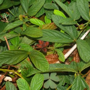 Tóp Mỡ Lá To 6