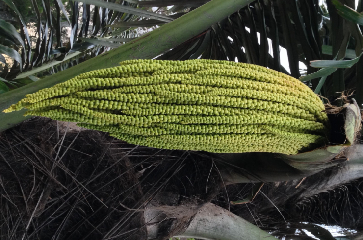Sugar Palm Flower, Arenga Pinnata 2