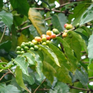 Cà Phê 1