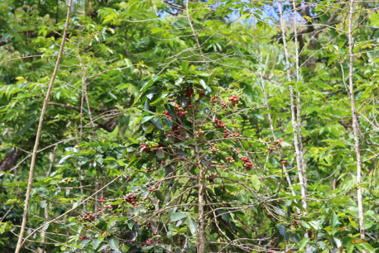 Cà Phê 6