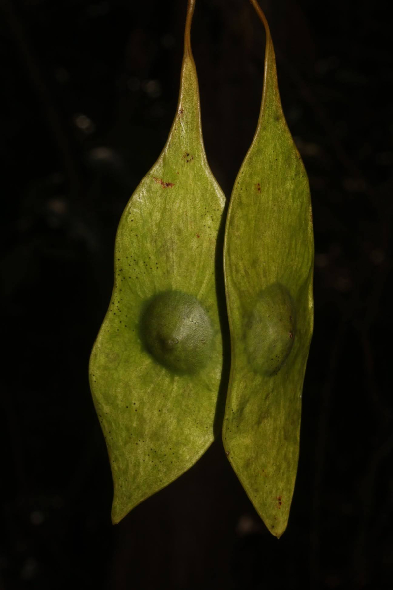 Cẩm Lai 2