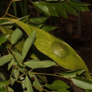 Cẩm Lai 4