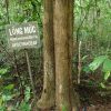 Wrightia Annamensis