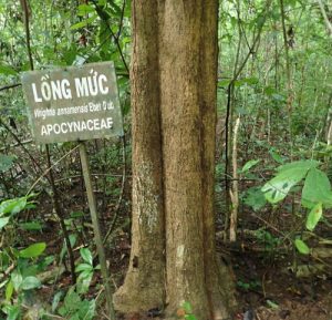 Wrightia Annamensis