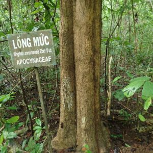 Wrightia Annamensis